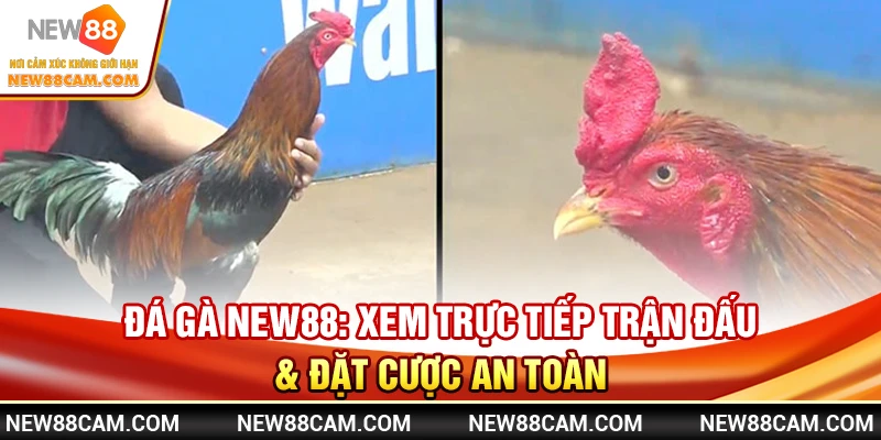 Đá Gà New88: Xem Trực Tiếp Trận Đấu & Đặt Cược An Toàn