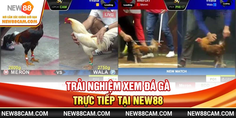 Trải Nghiệm Xem Đá Gà Trực Tiếp Tại NEW88